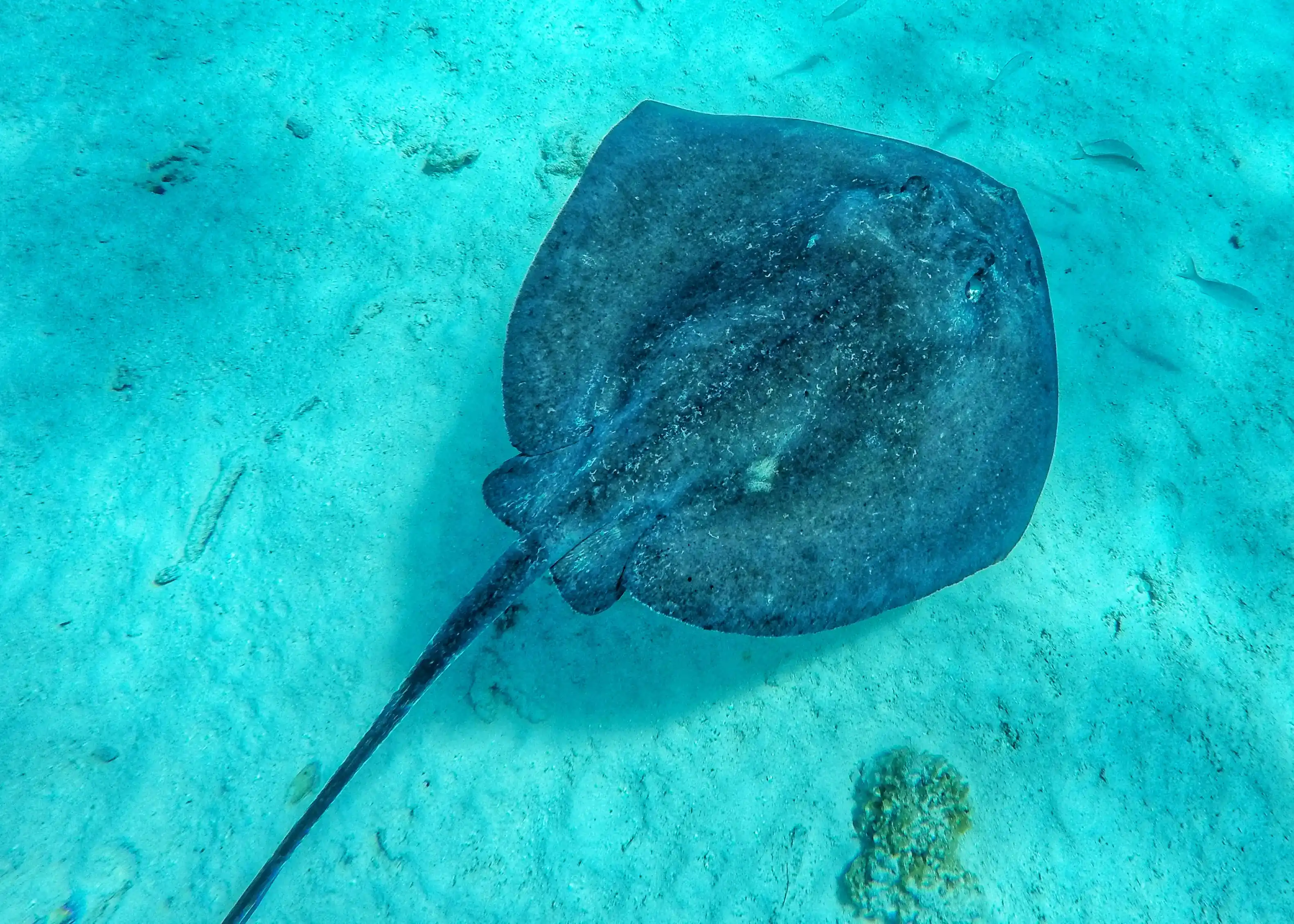 Дайвинг со скатами на острове Исигаки