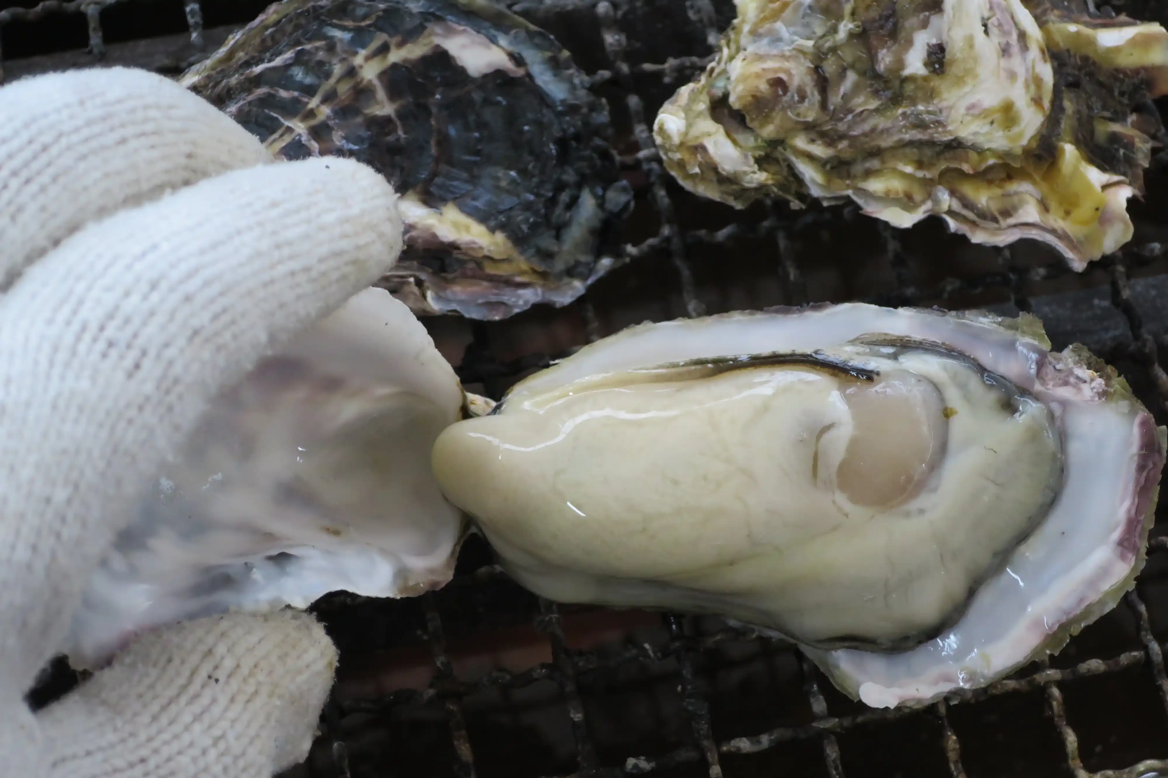 Обед в «Устричной хижине»