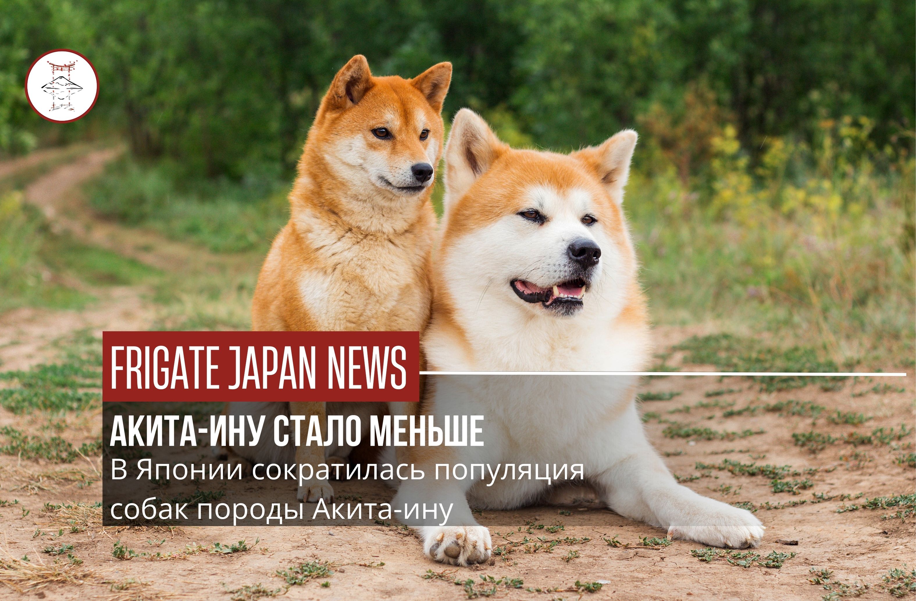СОКРАЩЕНИЕ ЧИСЛЕННОСТИ АКИТА-ИНУ