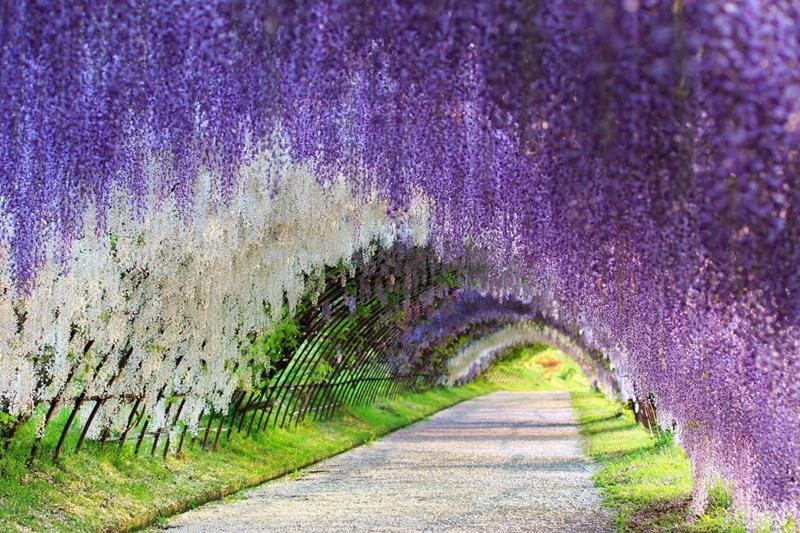 GA2621 Классическая Япония (май 2026)